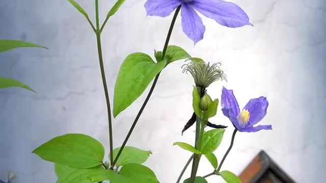 In the season of spring, the flowers on the wall are also revived