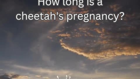 Cheetah Fact 10 - How long is a cheetah's pregnancy?
