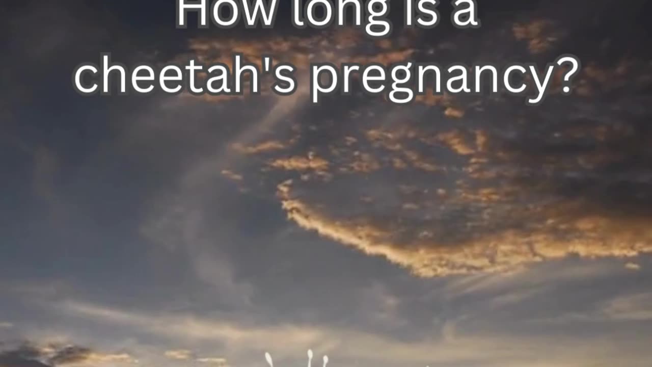 Cheetah Fact 10 - How long is a cheetah's pregnancy?