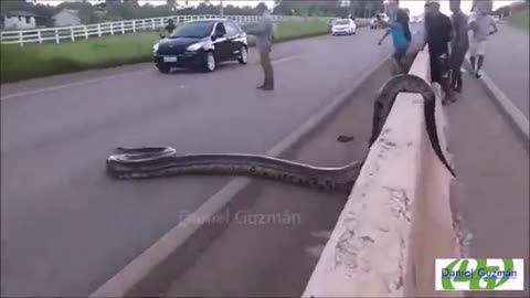 Python crossing the road #shorts #shortvideo #video #virals #videoviral