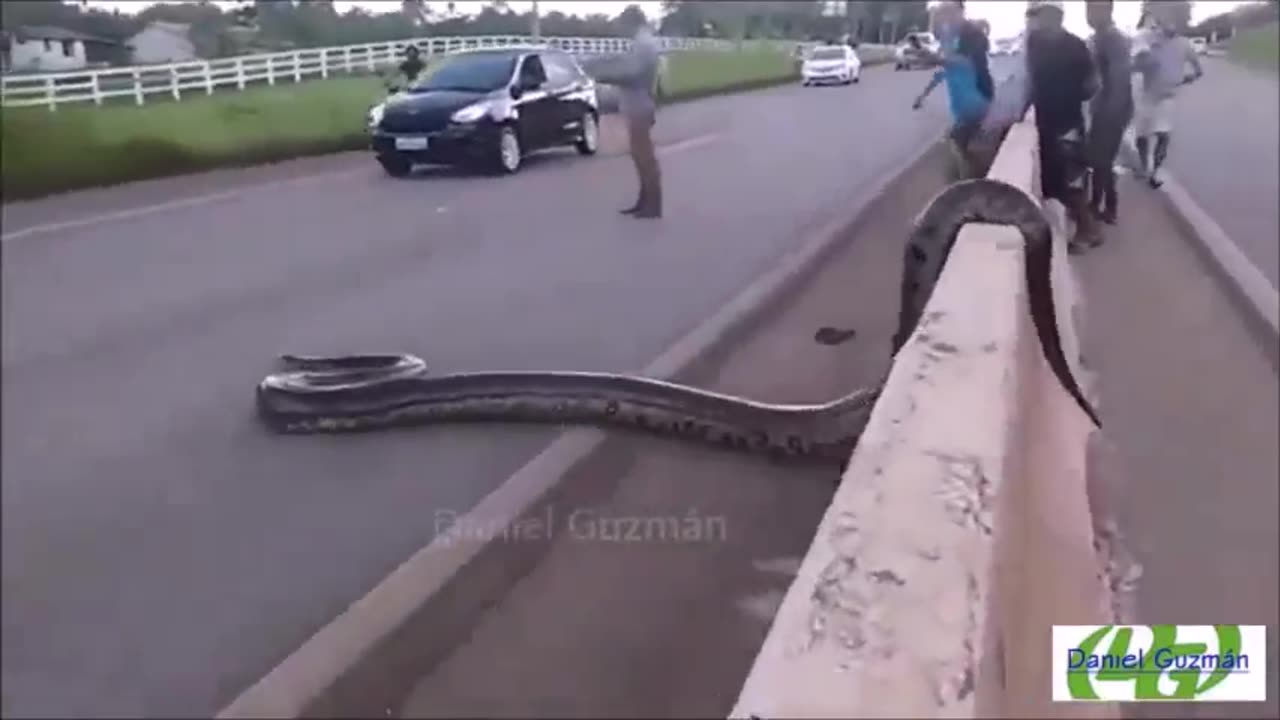 Python crossing the road #shorts #shortvideo #video #virals #videoviral