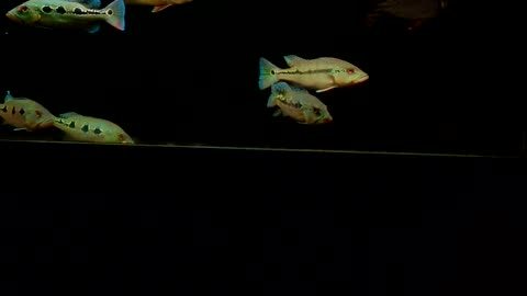 Peacock Bass Fish In Aquarium