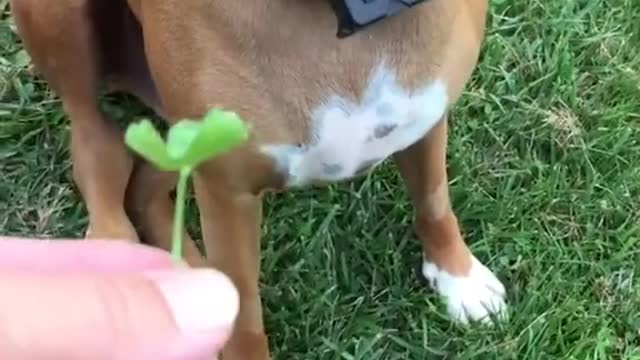 Our dog likes to eat grass