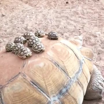 Baby turtles go for a ride on their mother's back
