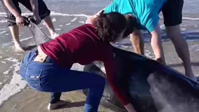 A group of friends rescuing a beached pilot whale calf! So wholesome!