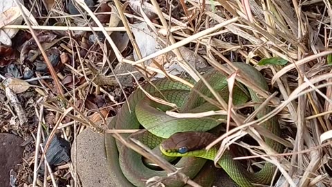 Cobra 🐍 domando banho de sol