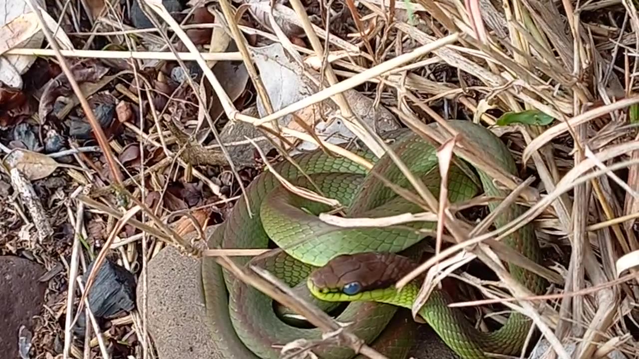 Cobra 🐍 domando banho de sol