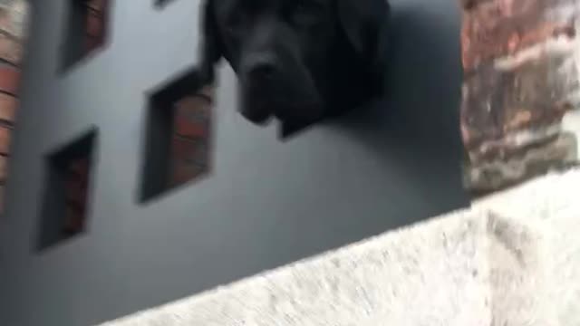 Dog passing his head throw a window