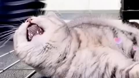 Cat Singer 2021