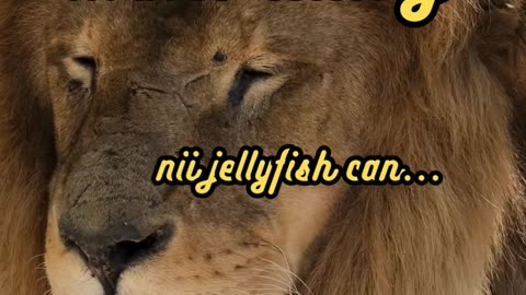 Animal Facts Turritopsis Dohrnii Immortality #shorts