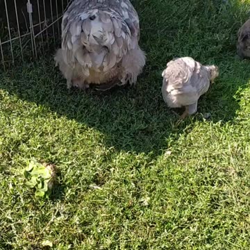 Chicken mama and duck mama 😍🦆🐔