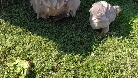 Chicken mama and duck mama 😍🦆🐔