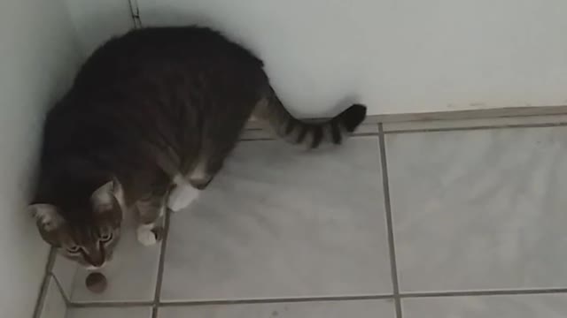 cat opens door!