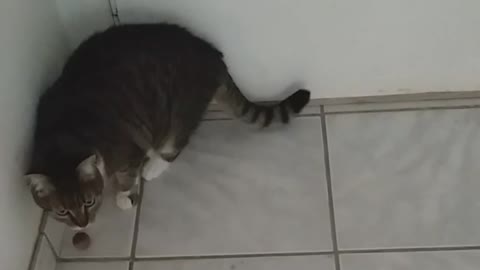 cat opens door!
