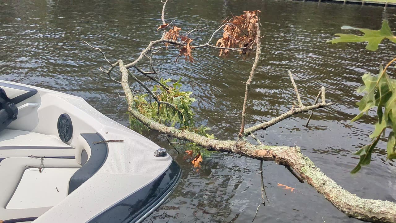 close call with a tree