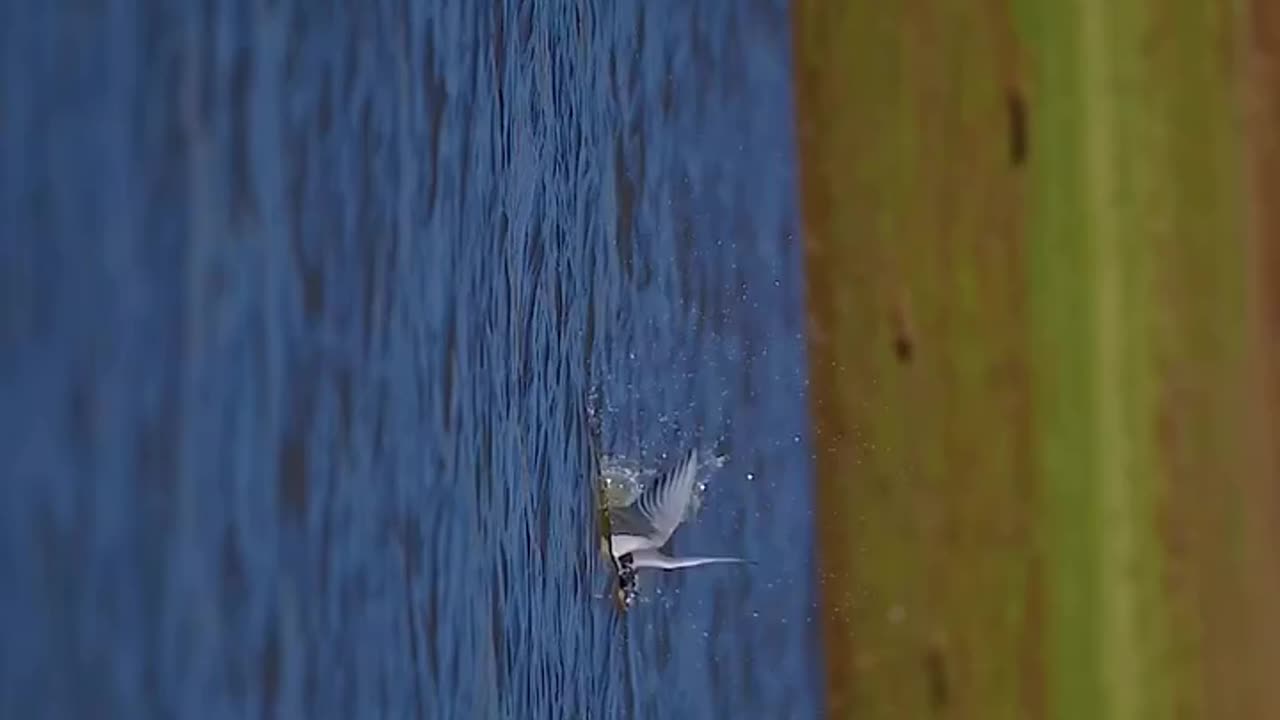 Wildlife and Funs