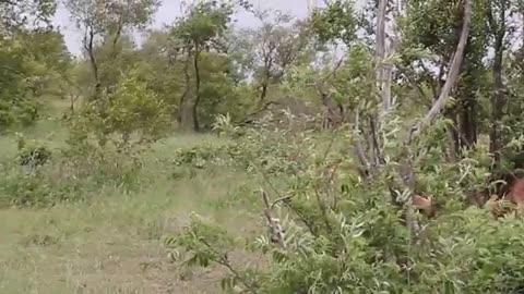 Impala Rams fighting animal video
