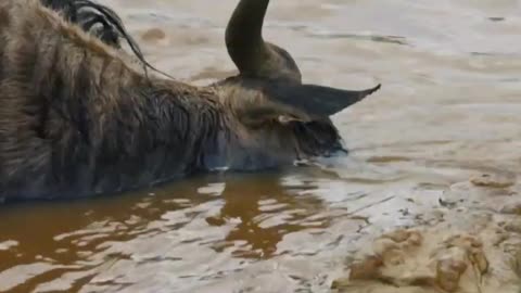 🦛💨 "Hippo Charges on a Wildebeest And Finishes Him" - Jaw-Dropping Wildlife Encounter! 🌍