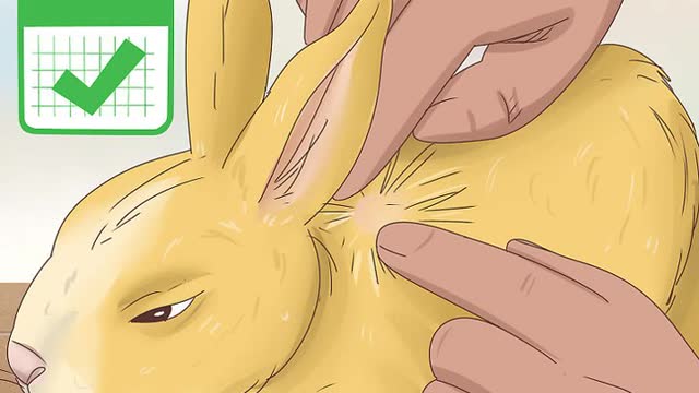 Get Rid of Ticks on Rabbits