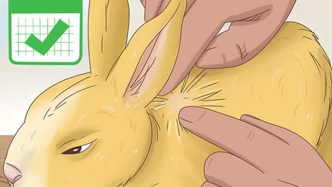 Get Rid of Ticks on Rabbits