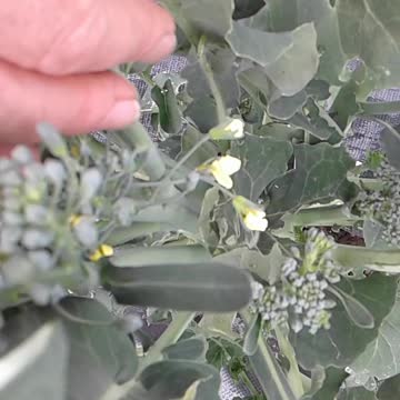 Harvesting Broccoli