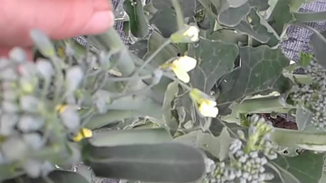 Harvesting Broccoli