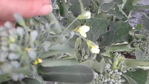 Harvesting Broccoli