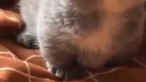 CAT funny video