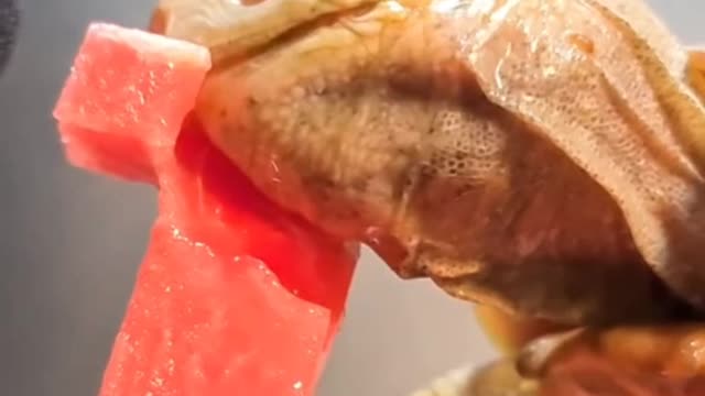 Tortoise eating Watermelon 🍉