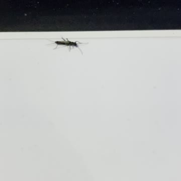 Warm days bring bugs