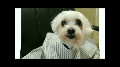 Pet Makeover - Maltese Dog Plays A Practical Joke On Dachshund Boyfriend