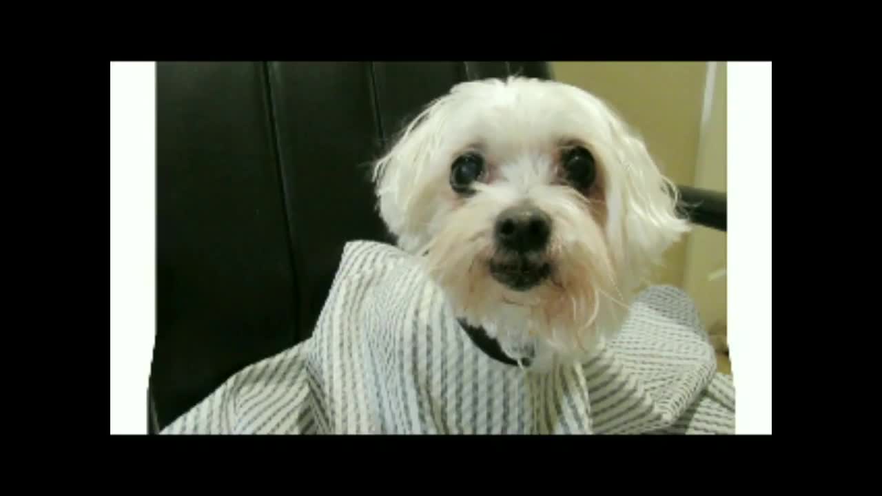 Pet Makeover - Maltese Dog Plays A Practical Joke On Dachshund Boyfriend