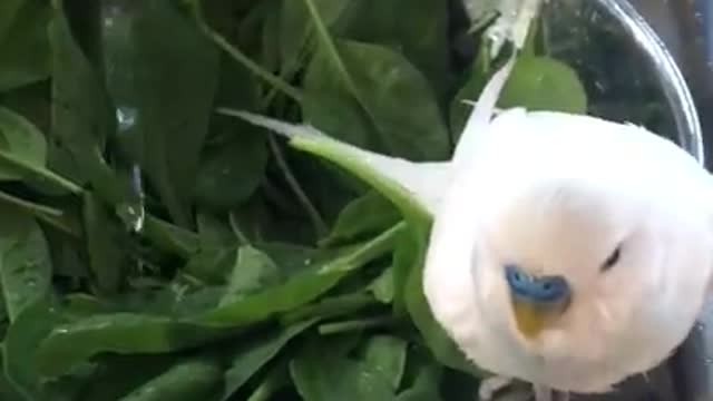 Budgie Tumbling Around In Salad