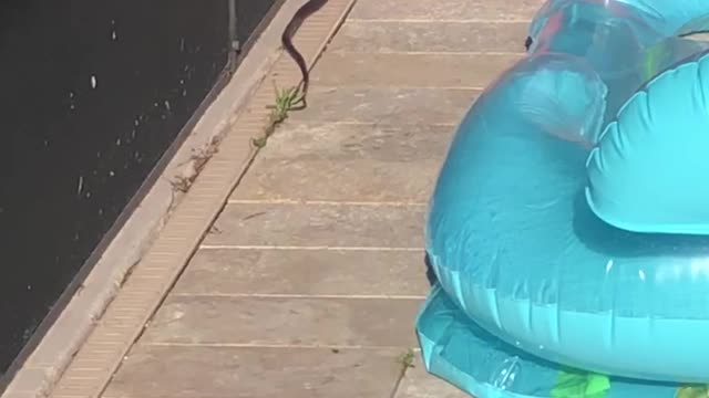 Snake at the pool