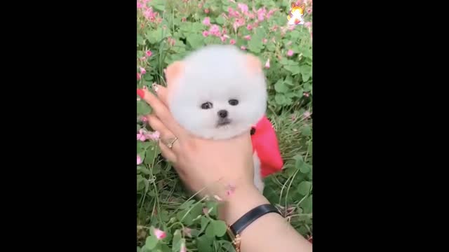 dogs cute