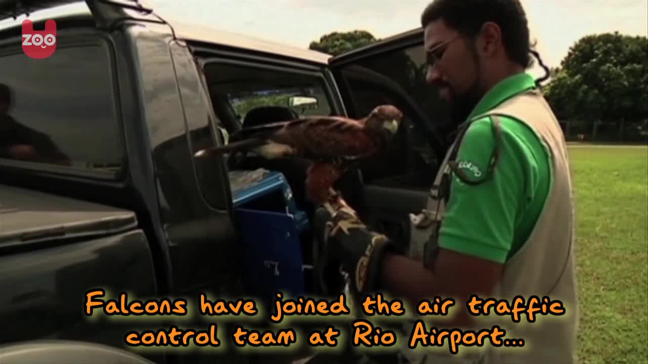 Falcons On Patrol At Airport