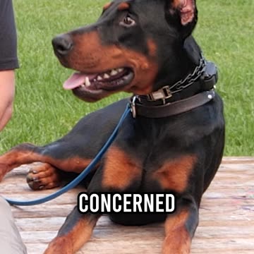 Breed Facts of the Doberman Pinscher