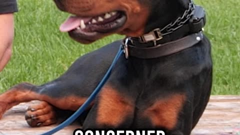 Breed Facts of the Doberman Pinscher