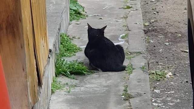 The back of a cute black cat resting comfortably