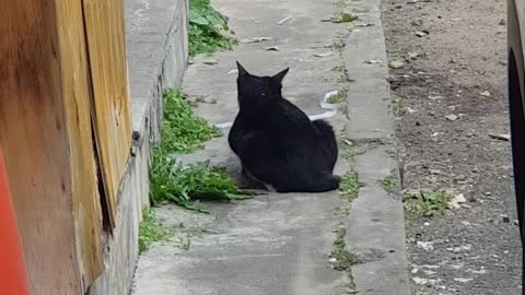 The back of a cute black cat resting comfortably