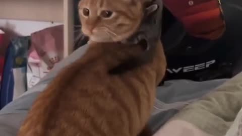 Cute cats funny 🤣 shorts