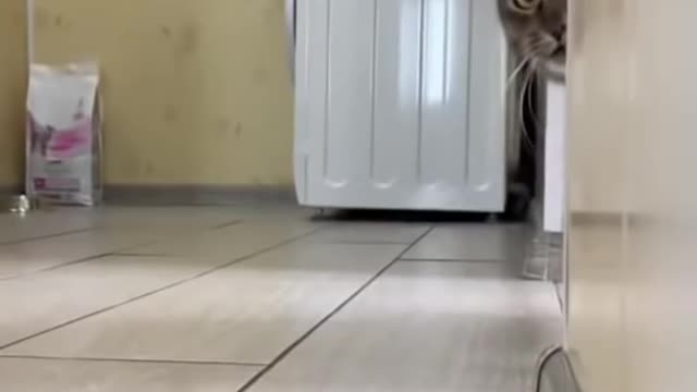 You have never seen such a clever cat🤣Notty cat😅