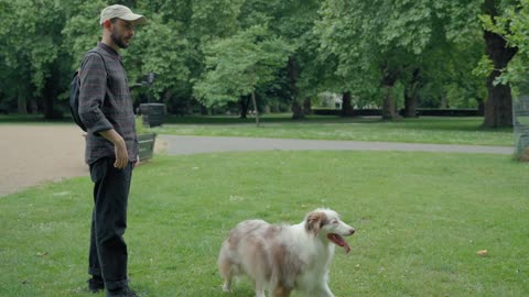 A dog catching a ball in the park