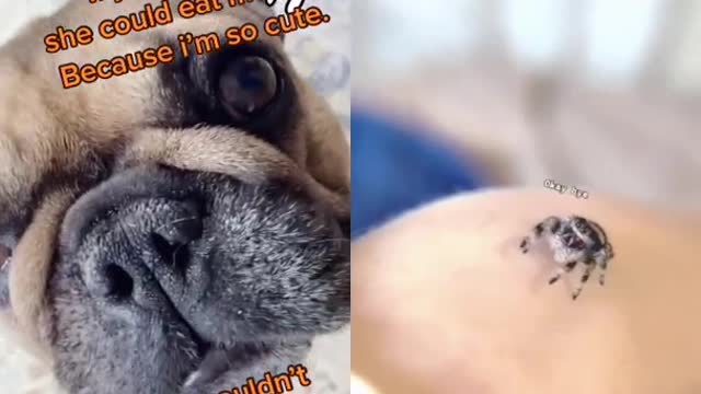 Ultimate Baby Dogs - Cute and Funny Dog Videos Compilation