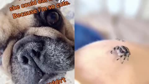 Ultimate Baby Dogs - Cute and Funny Dog Videos Compilation