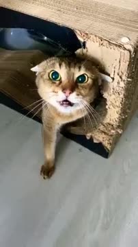 Funniest Animals - Best Of The 2021 Funny Animal Videos #2 Super Funny Dog Videos