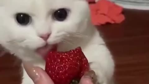 Cute white cat eating strawberries