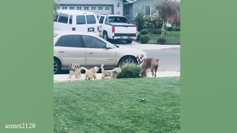 collection of the latest funny dog videos