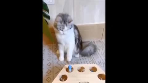Fantastic and funny Cats and Dogs