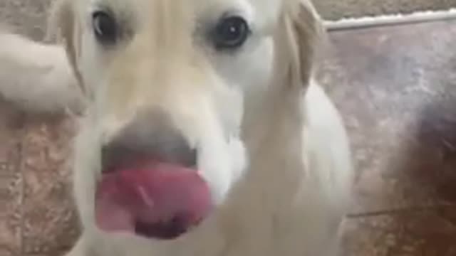 Dog Hugs Another Dog to Apologise for Eating Their Chewy